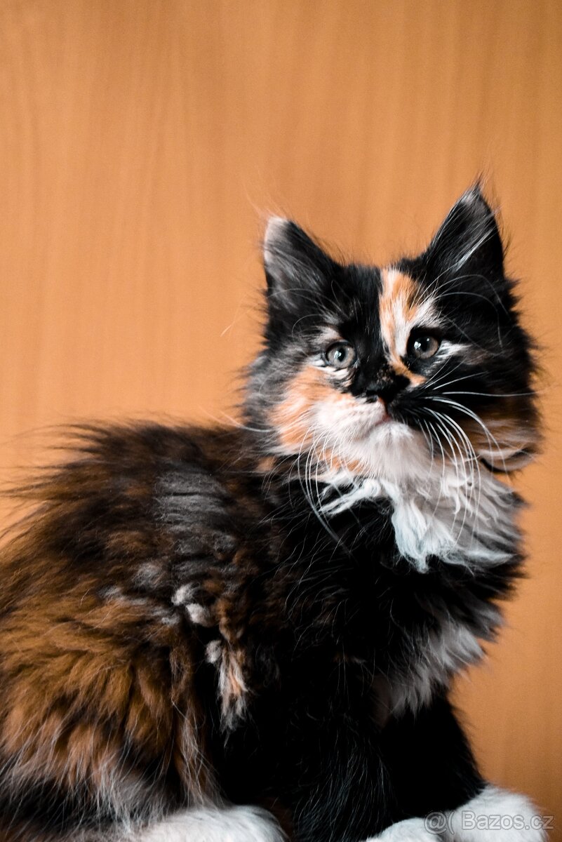 Mainská mývalí bez p.p. - 2