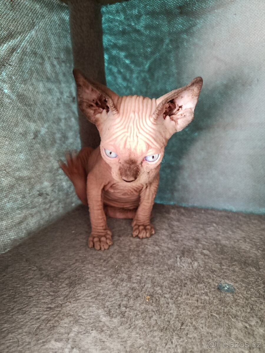 Kanadský sphynx - 2