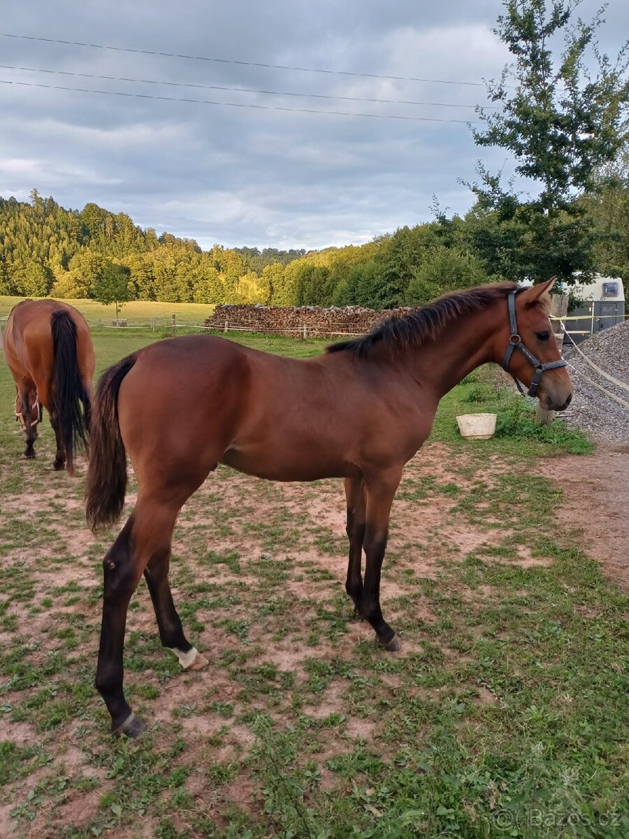 hřebec český teplokrevník - 2
