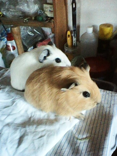 Morčata kalifornská - 2