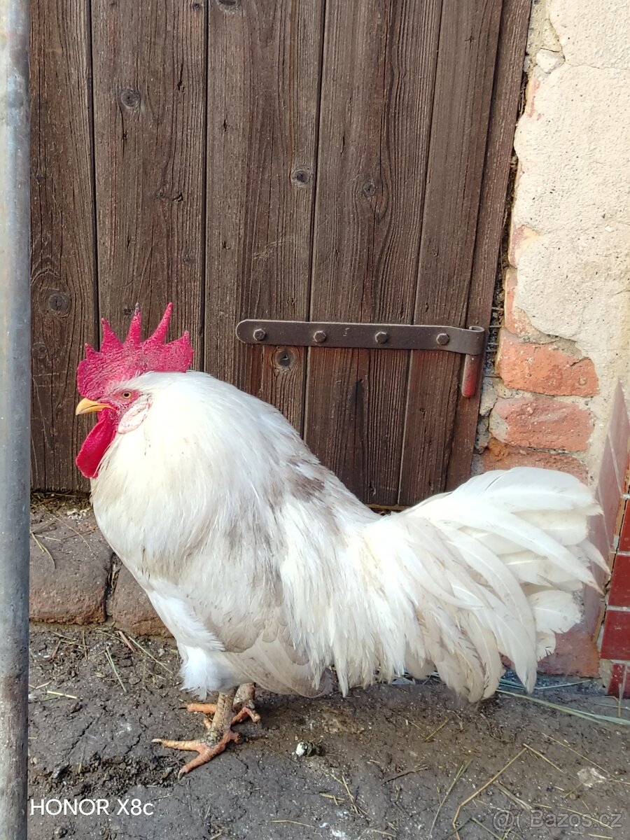 Kohouti Leghorn - 2