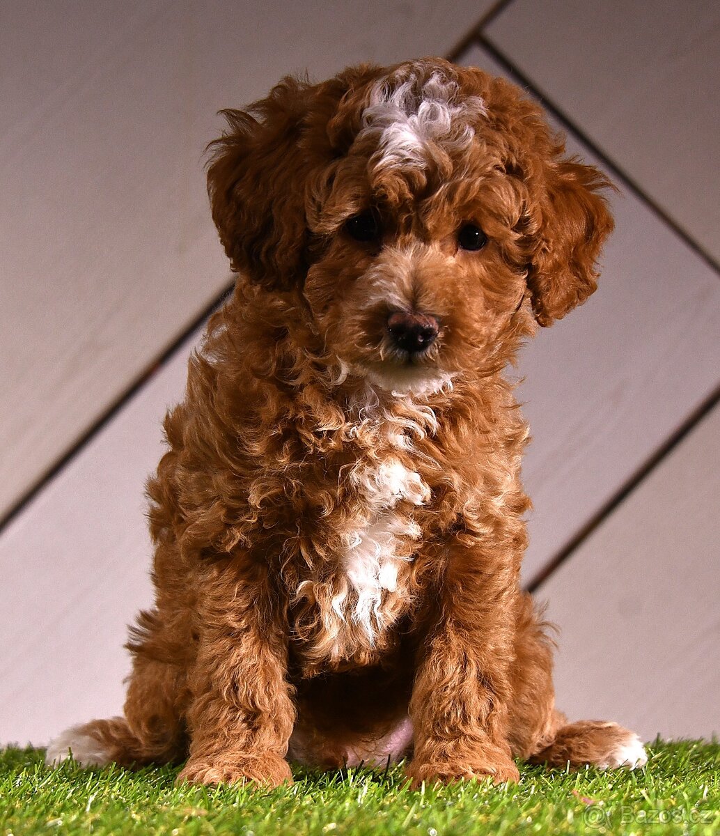 PUDL VÍCEBAREVNÝ S PP - 2