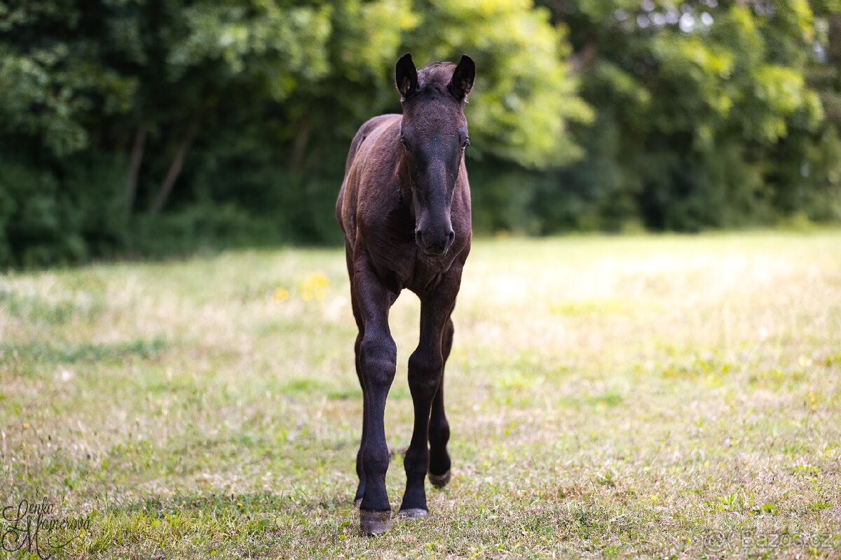 Stáj Zámek Ellischau - STKL klisnička nar.2025 - 2