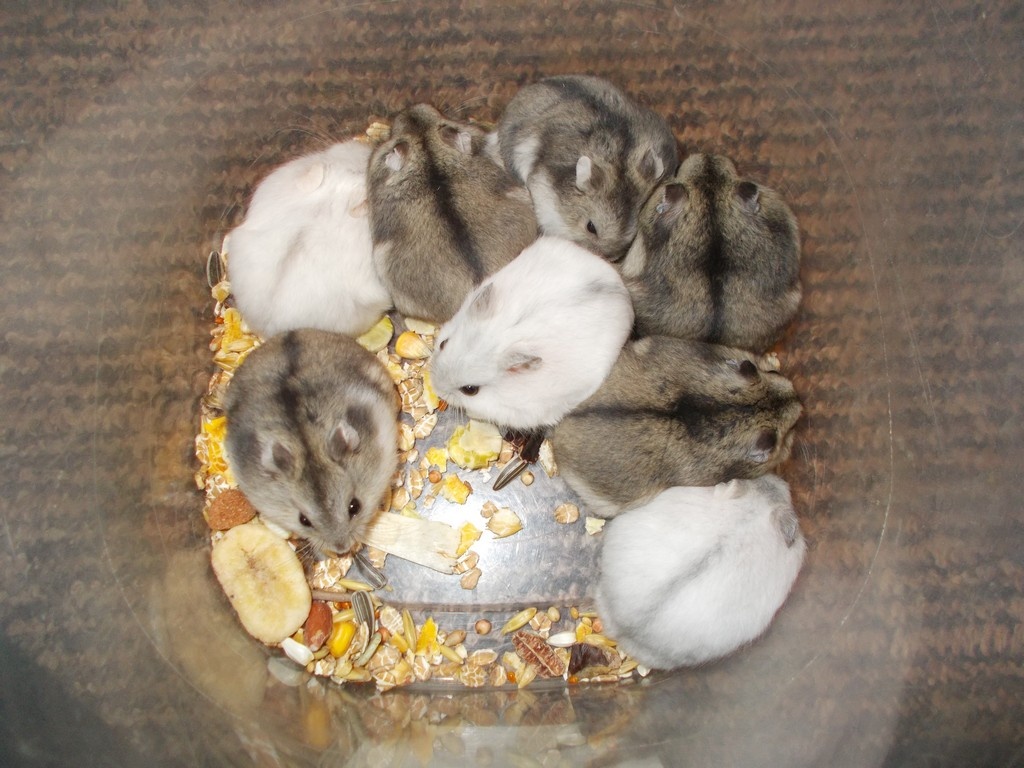 Křečík džungarský - 2