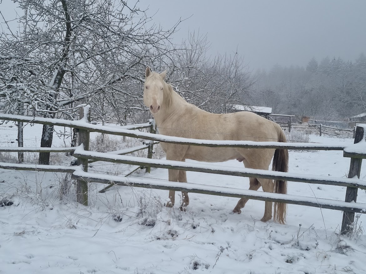 Připouštění Qh cremello hřebcem - 2