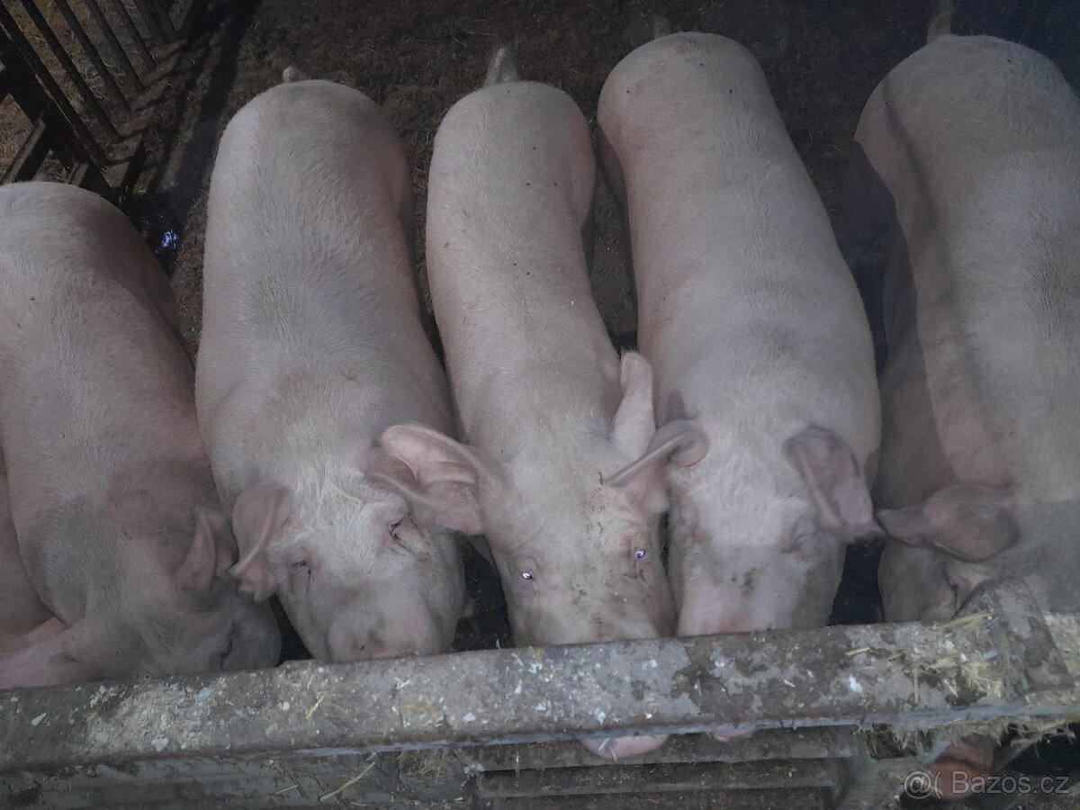 Prase zabíjačka selata - 2