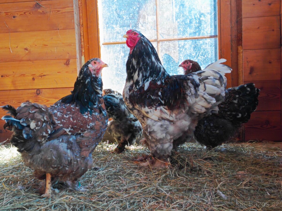 Brahmanka velká - 2