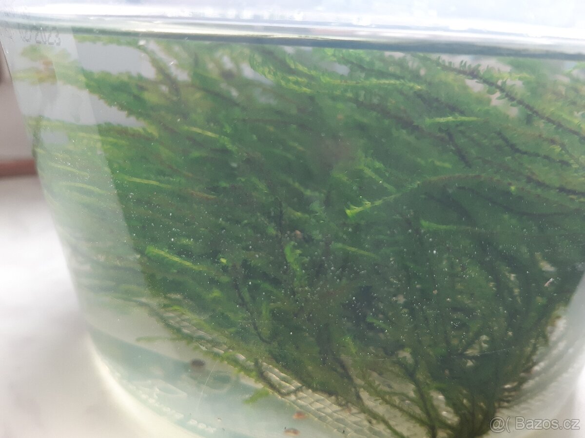 Flame moss - 2