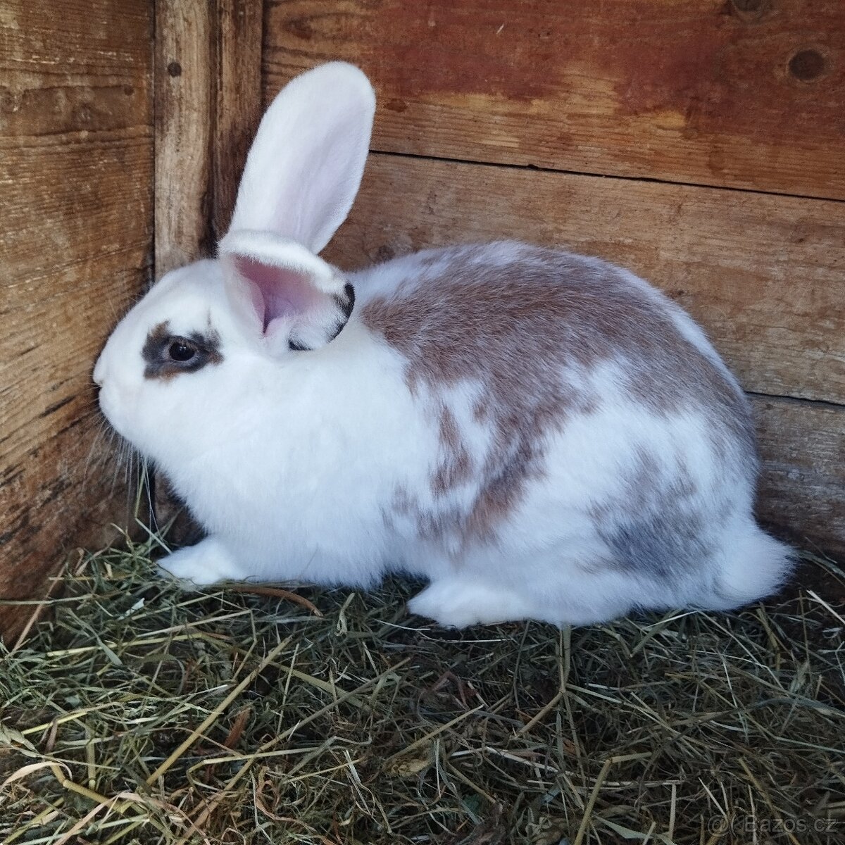 Prodej králíků - 2