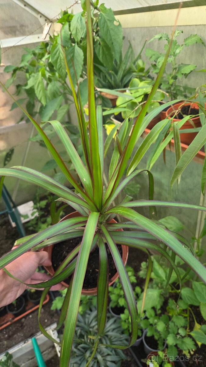 dracena Marginata - 2