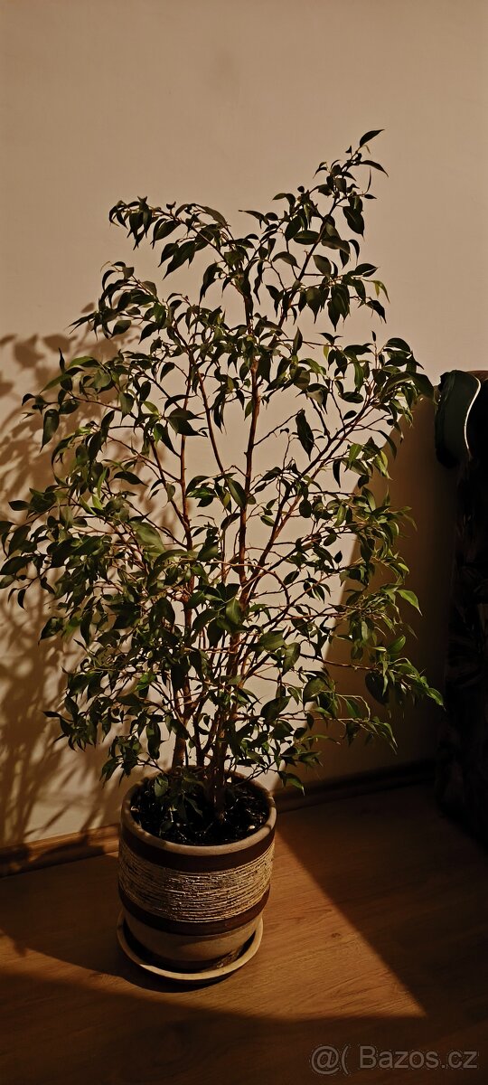 Ficus bejmanina - 2