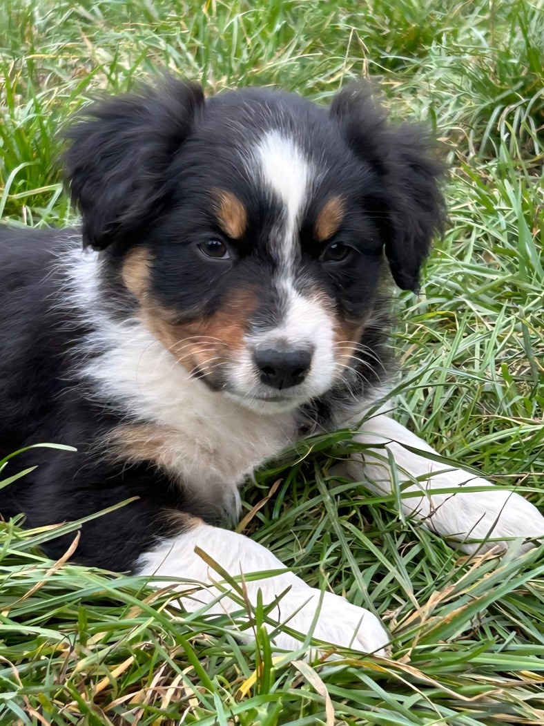 Australský ovčák - 2