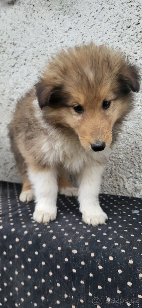 Kolie dlouhosrstá - 2