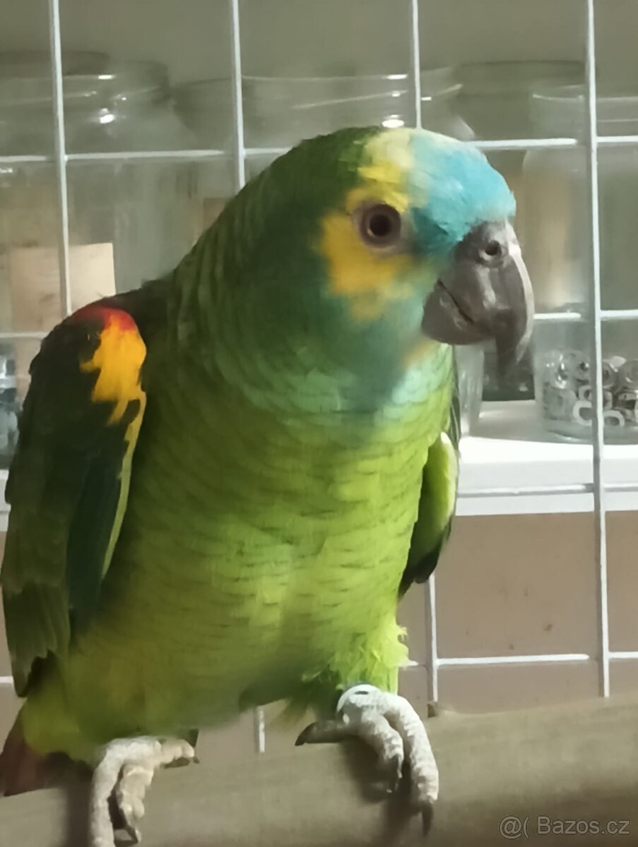 Amazoňan modročelý - 2