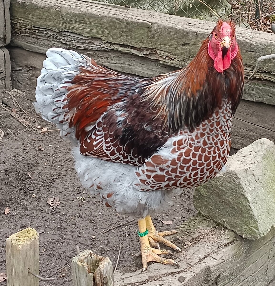 Wyandotka - 2
