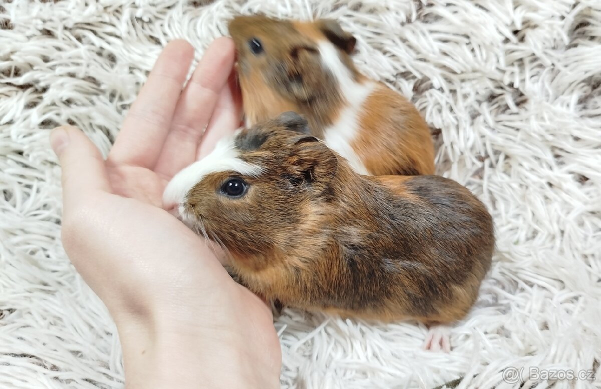 Morče, Morčata, Morčátko,Morčátka - JACOB A JAMES - 2