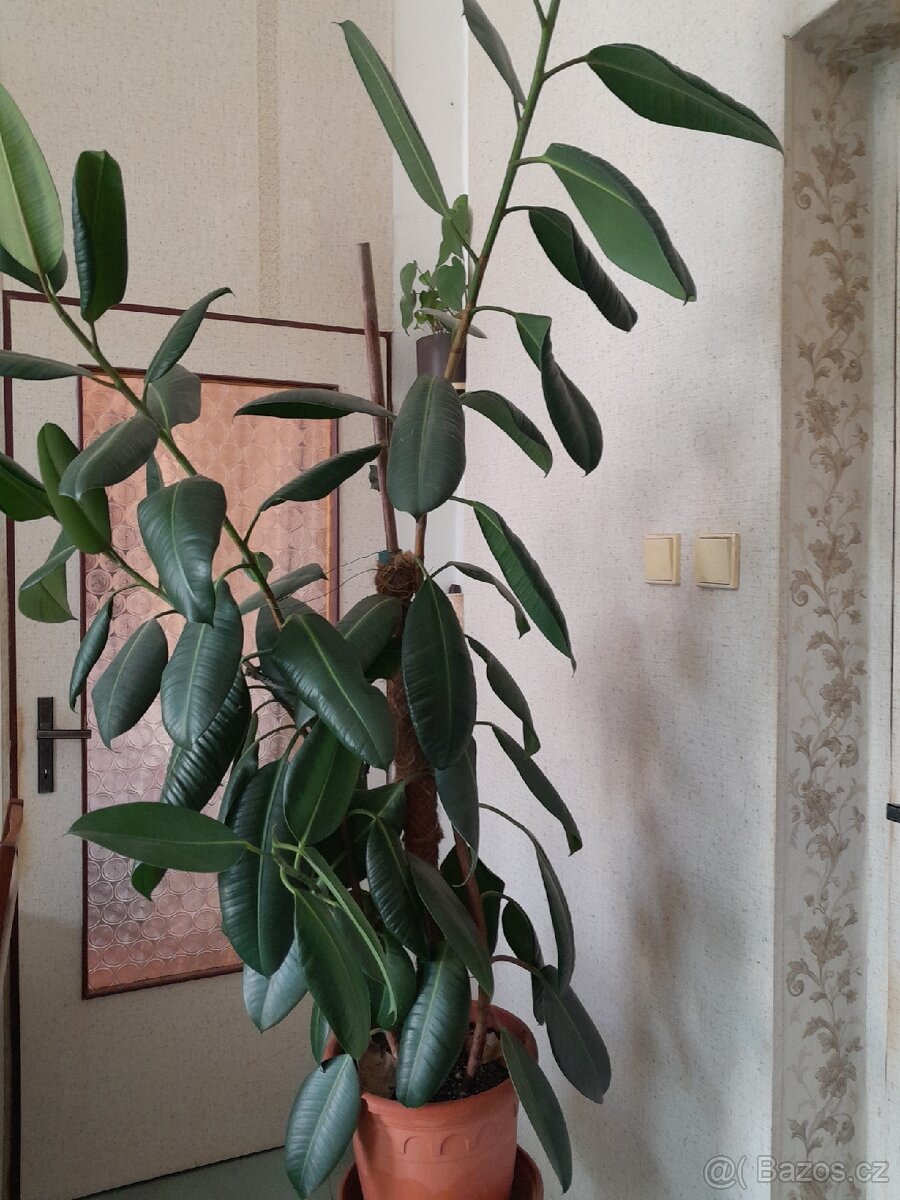 Fíkus velký180 cm - 2