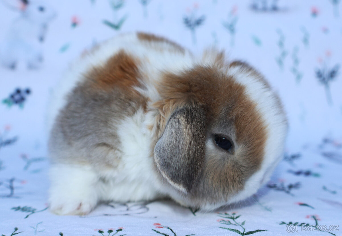 Zakrslý beránek , malinká samička s VP . - 2