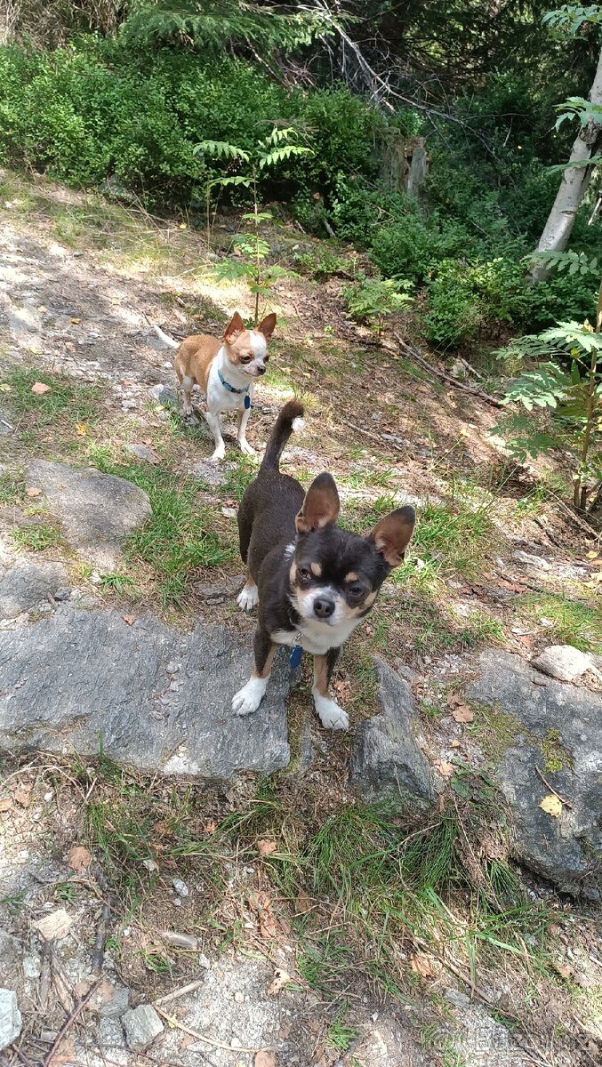 Pes ke krytí ( ne na prodej ) - 2