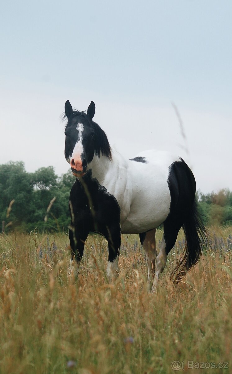Připouštění plemenným hřebcem APH - 7-panel N/N - 2