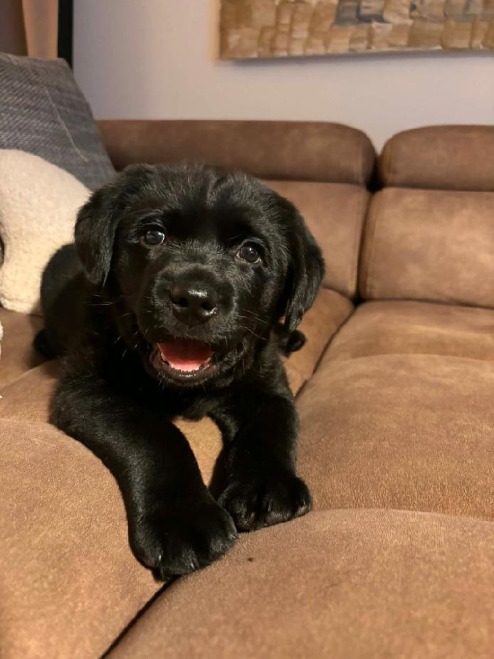 Labradorský retrívr - štěňátko - 2