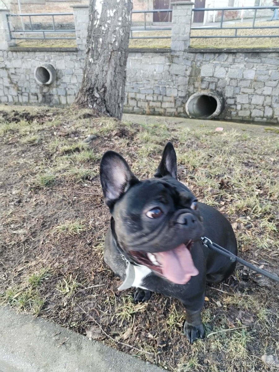 Francouzský buldoček - 2