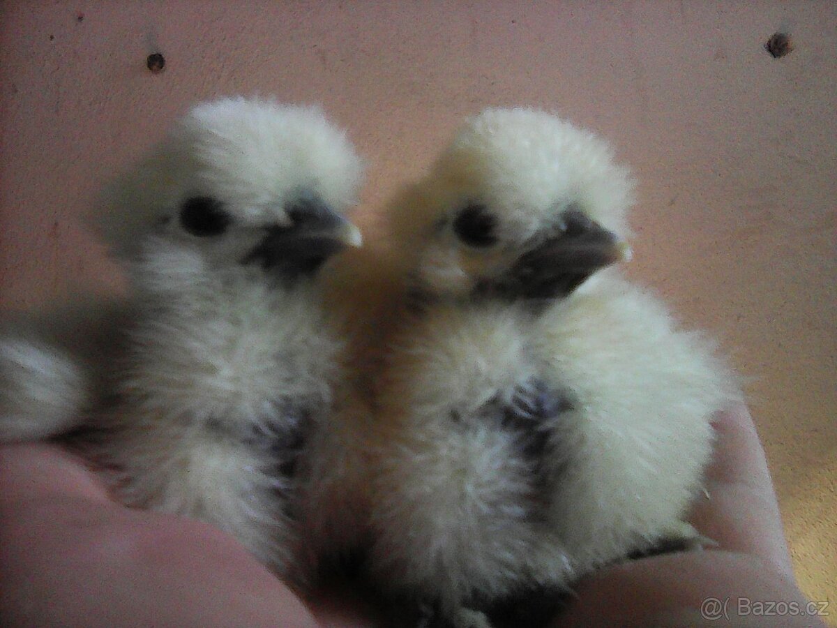 hedvábnička holokrka---kuřata - 2