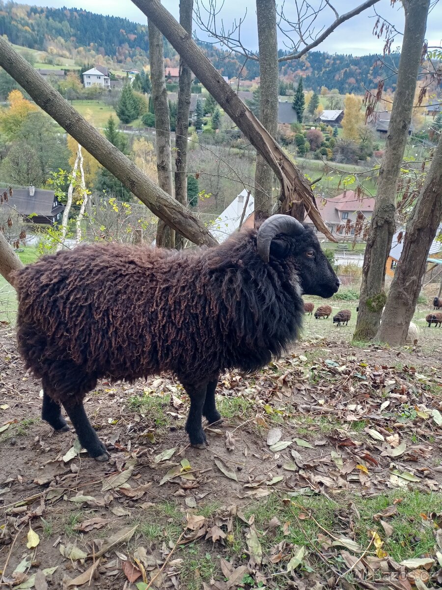 Prodám beránka - ouessantská ovce - 2