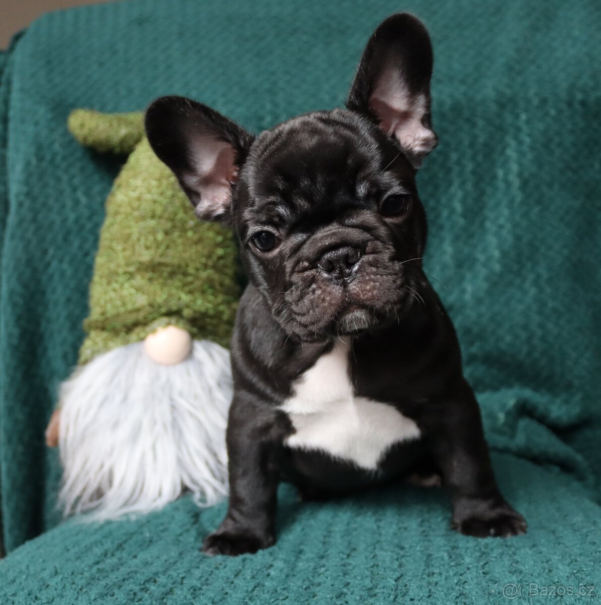 Francouzský buldoček s průkazem původu - 2