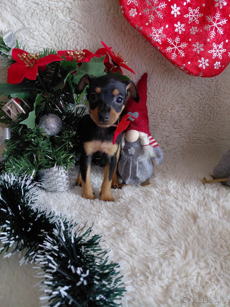 Prazsky krysarik - 2