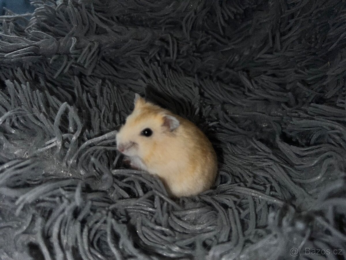 Prodám křečka - 2