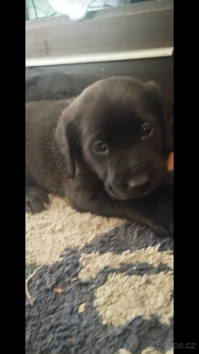 Prodám štěňata srnecka z jezevcikem - 2