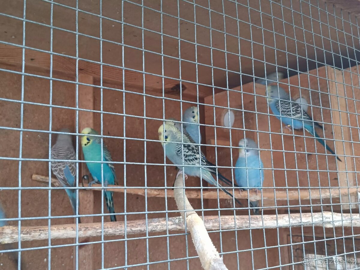 Andulky rok 2025 - okroužkované - 2