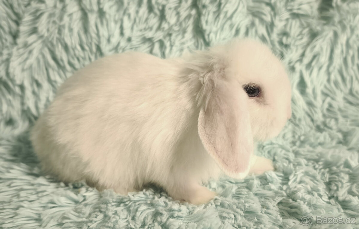 ⭐️ Zakrslý beránek SATÉNOVÝ ⭐️ 🍀 V6 🍀 - 2