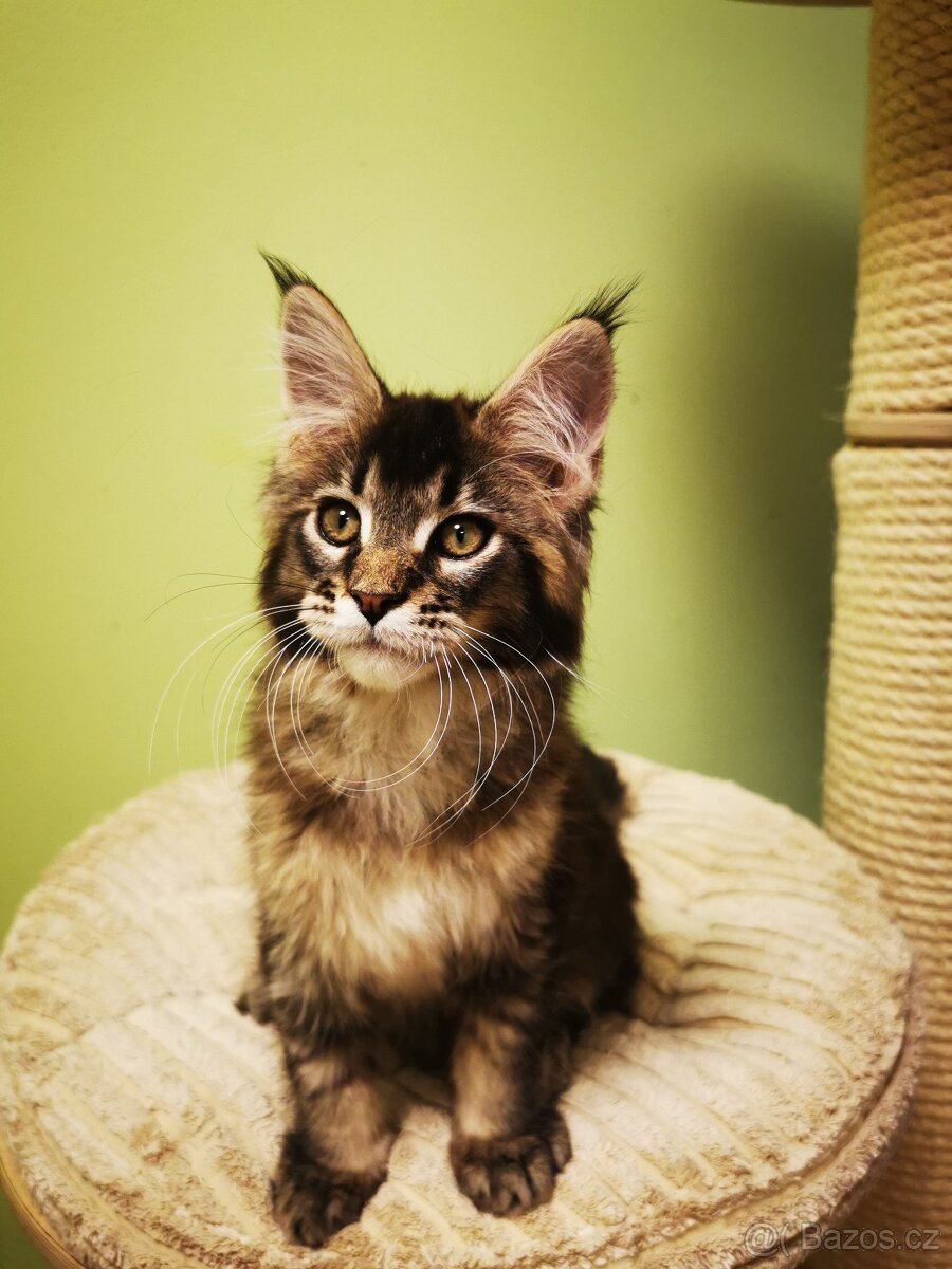 Mainská mývalí s pp - 2