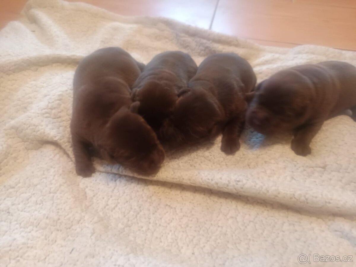 Nabídka štěňat labradorského retrievera s PP - 2