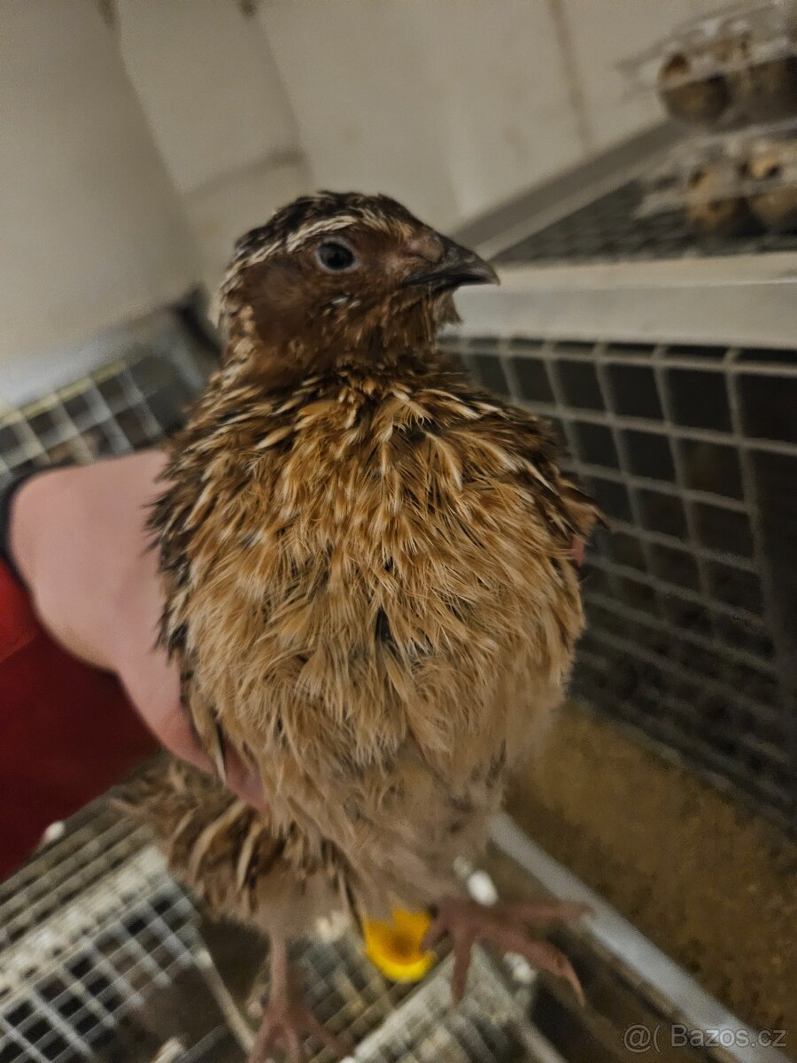 Křepelka japonská - 2