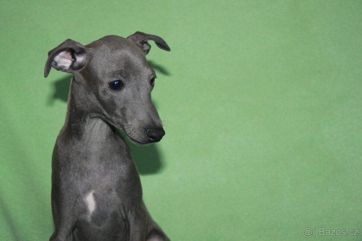 Italský chrtík - 2