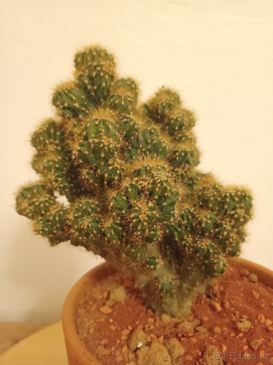 Cereus repandus 'Monstrosus' - 2