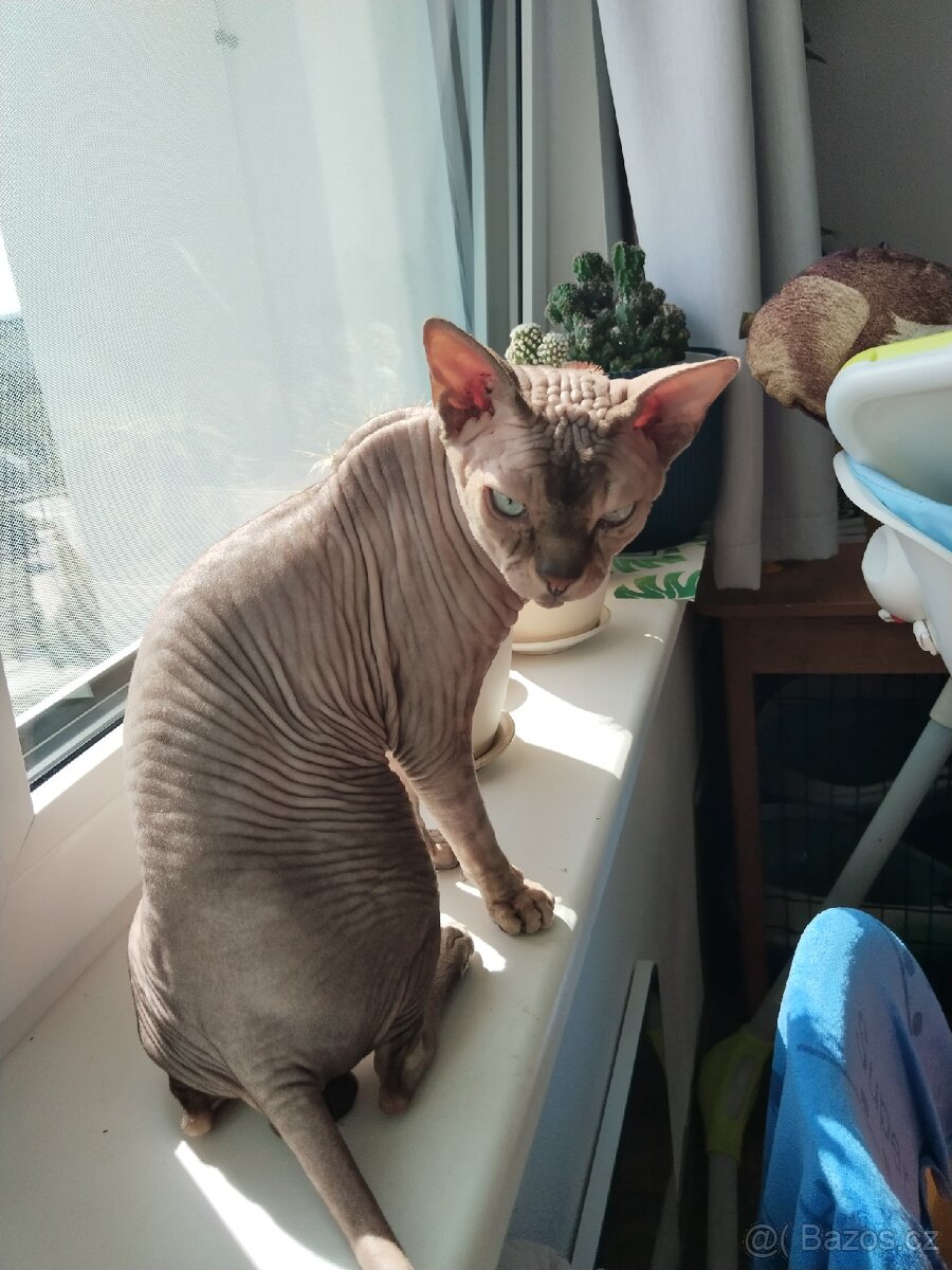 Kocour kanadský sphynx s PP ke krytí - 2