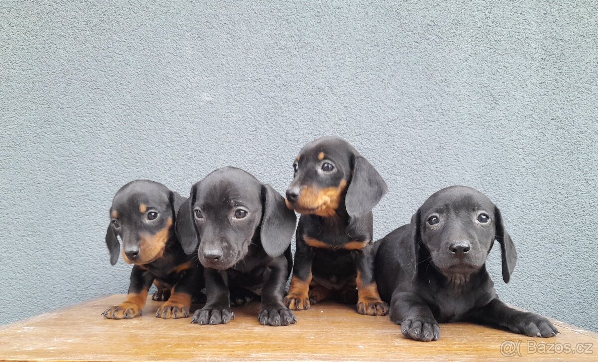 Jezevčík trpasličí - 2