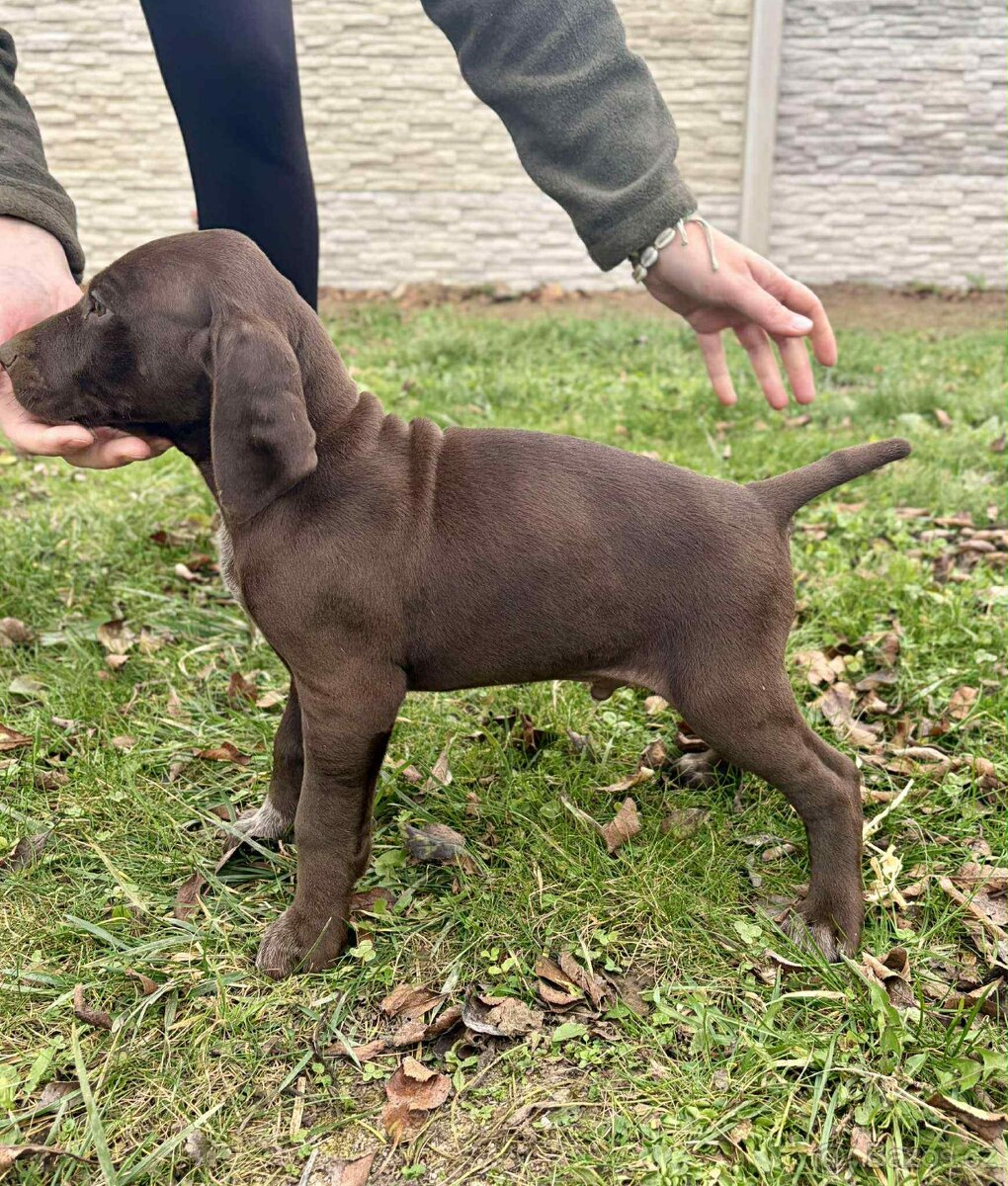 Německý ohař krátkosrstý - 2