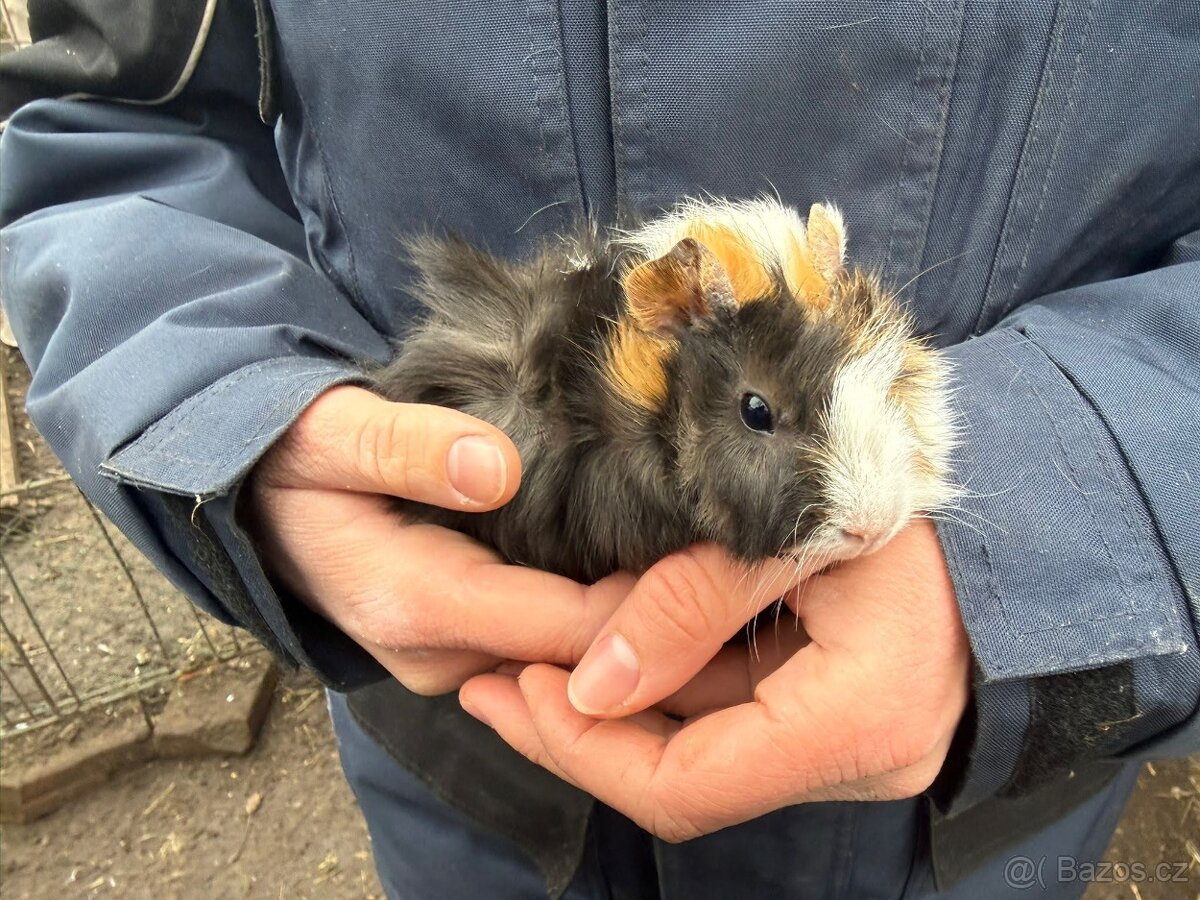 Prodám morče / morčata - 2