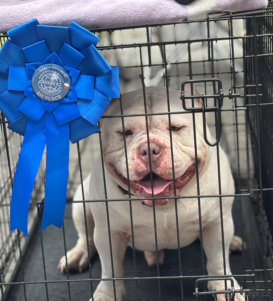 American Bully -krytí - 2