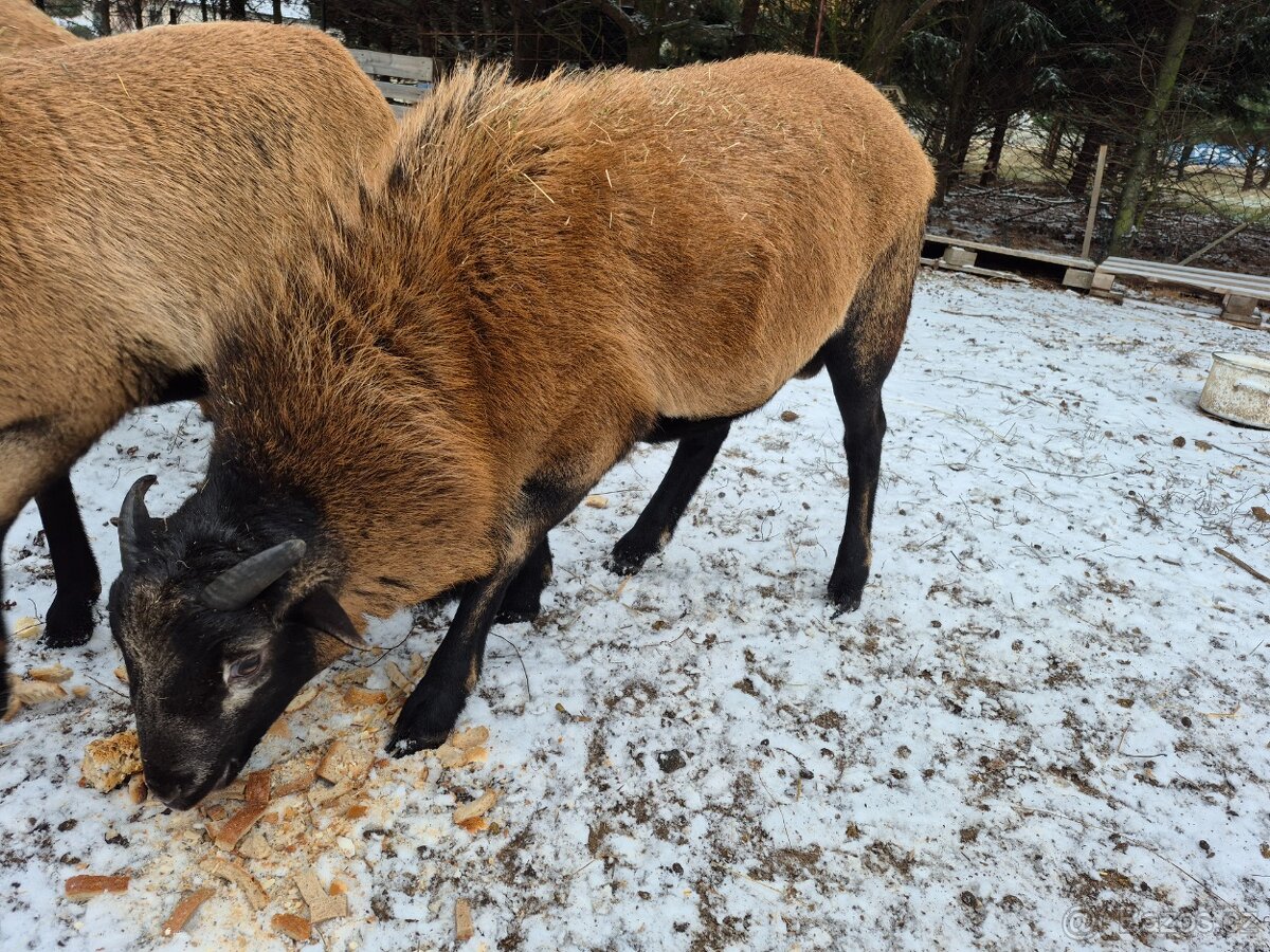 Kamerunský beran ročník - 2