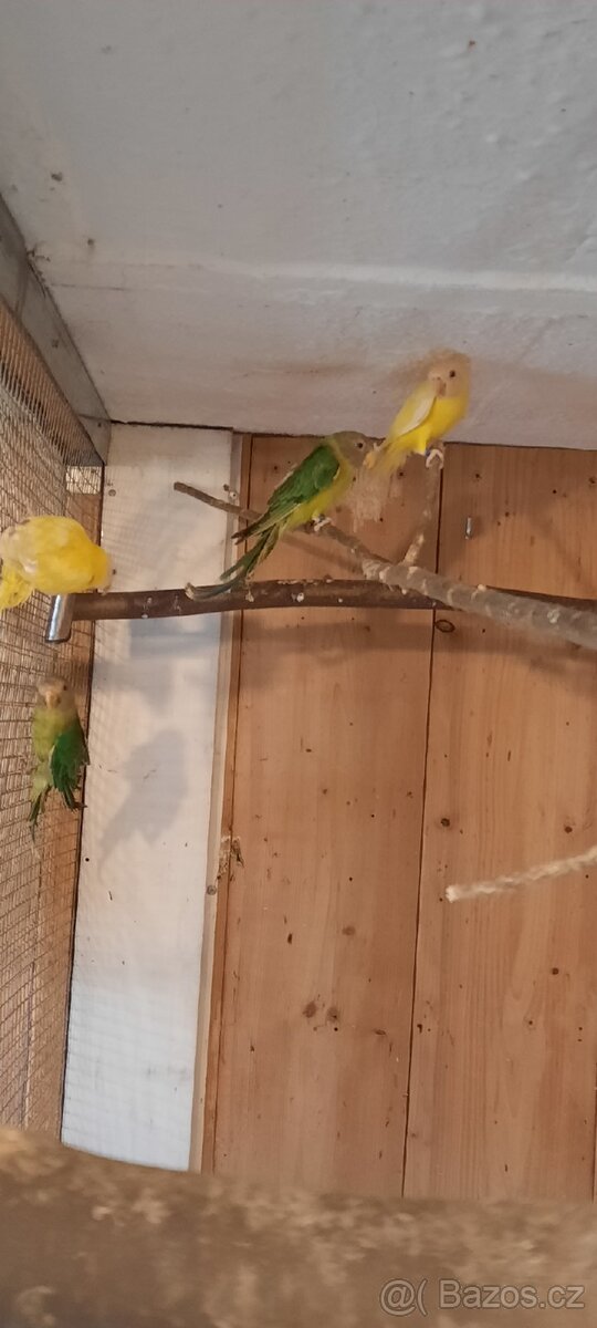 Alexandr rudohlavý - 2