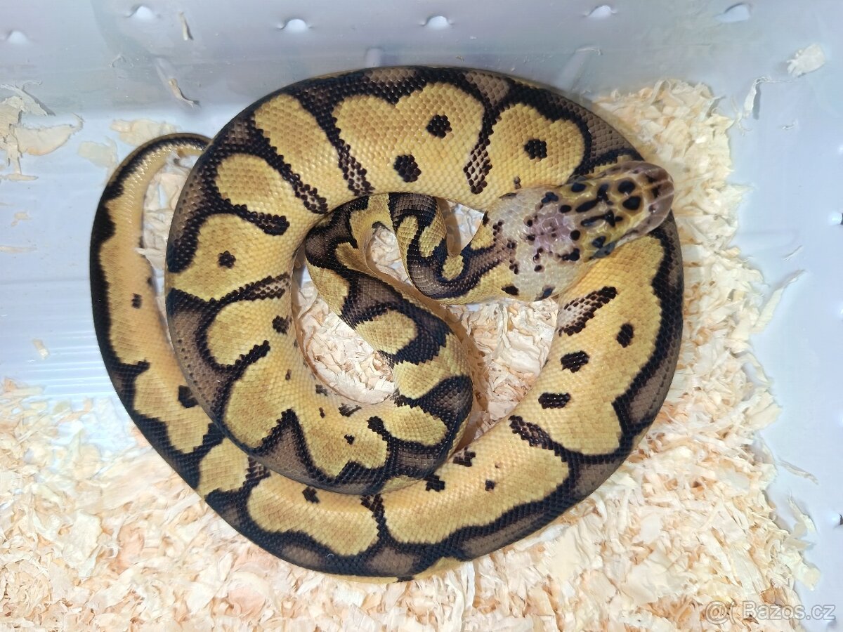 Krajta královská = Mláďata Top CENY ✌️ - 2
