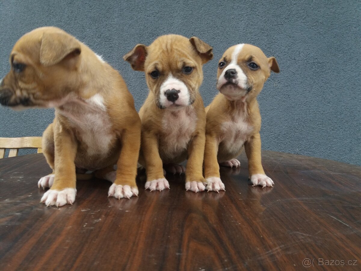 Americký stafordšírsky terier - 2