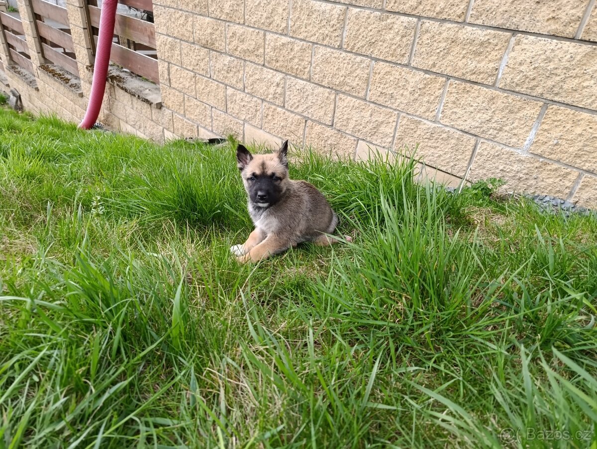 Štěňata - 2