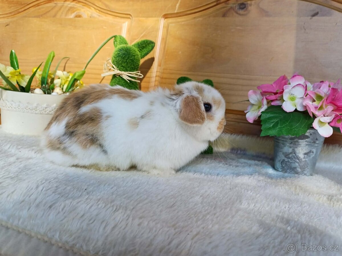 volná samička - minilop - 2